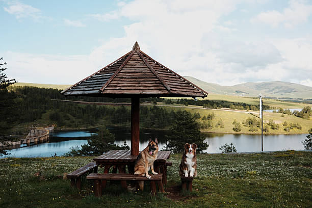 Two shepherd dogs - German and Australian sit on wooden bench under a rustic shelter with Ribnicko Lake behind them. Travel with pets concept