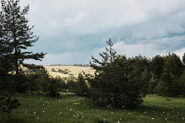 Beautiful Summer rural landscape with green grass and wild flowers on the background of a forest.