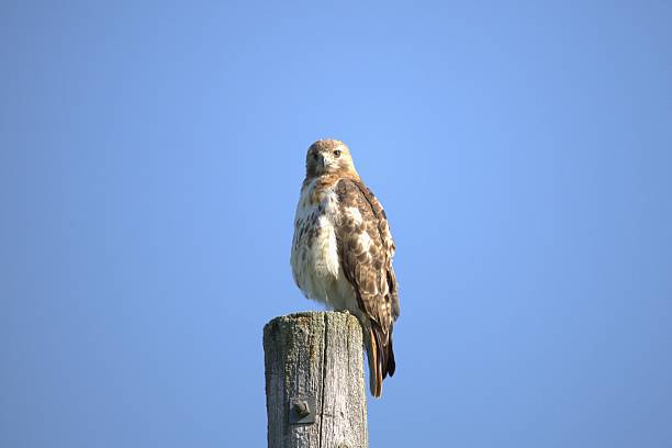 istock An image of a Red-tailed Hawk perched atop a tall post with the blue sky in the background. 2238594268