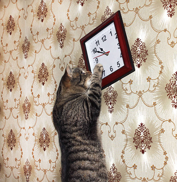 A tabby cat switches the hands of a clock hanging on the wall between summer and winter time.