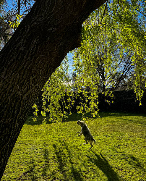 Spring afternoon playing with my dog