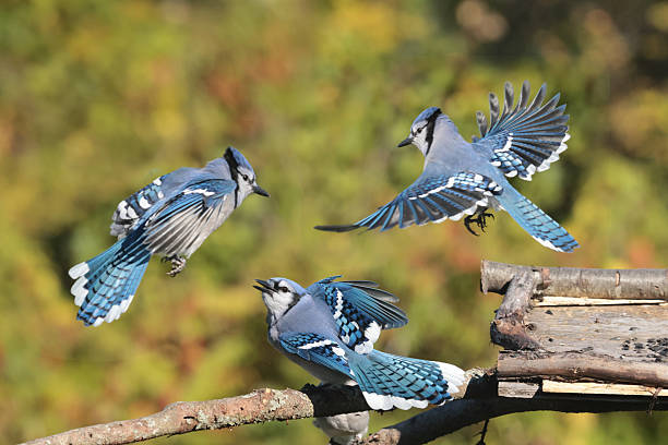 istock Female CArdinal scaring off much larger Blue Jays 2238606573