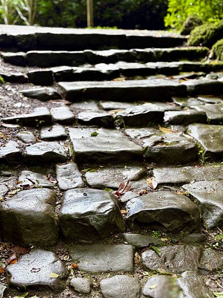 A peaceful stone pathway leads up mossy steps through a green, forested area. Surrounded by nature, the path is damp from recent rain, inviting a quiet walk in the tranquil woods.
