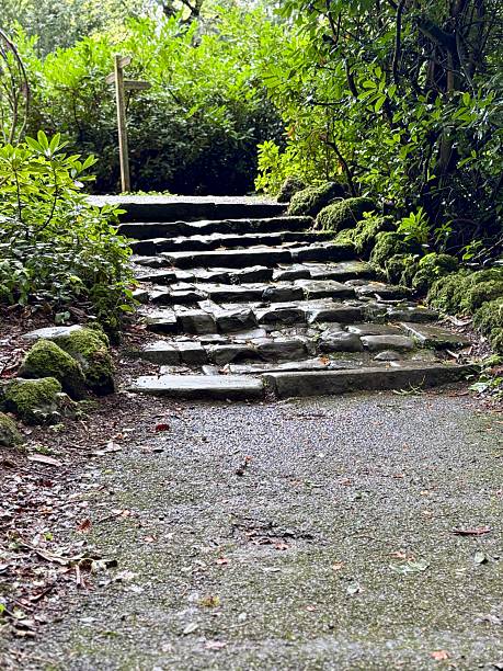istock A peaceful stone pathway leads up mossy steps through a green, forested area. Surrounded by nature, the path is damp from recent rain, inviting a quiet walk in the tranquil woods. 2238610313