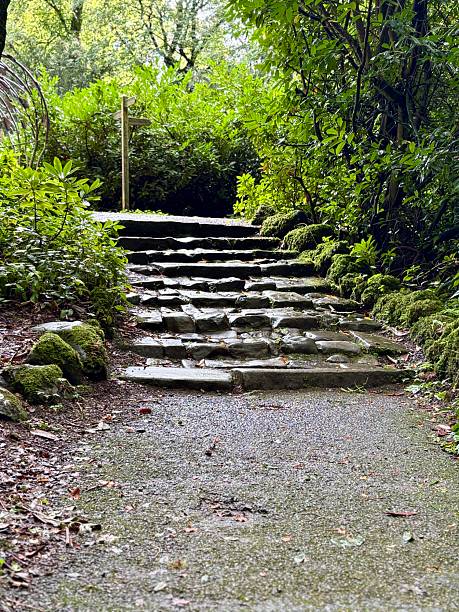 istock A peaceful stone pathway leads up mossy steps through a green, forested area. Surrounded by nature, the path is damp from recent rain, inviting a quiet walk in the tranquil woods. 2238610330