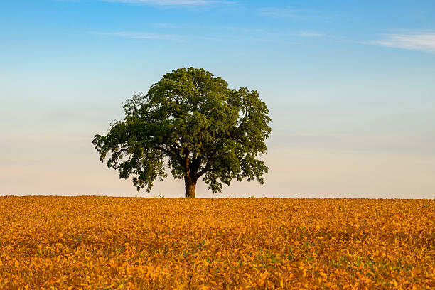 Soya bean field in Ontario, Canada in early September