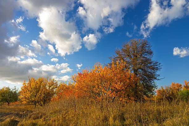 istock Autumn trees displaying vibrant colors under blue sky 2238616289