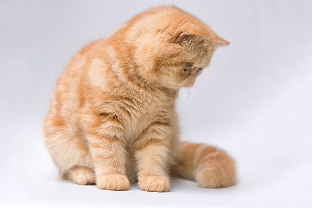 Cute exotic shorthair cat with orange tabby coat, big round eyes, and flat face, sitting against a light background. Adorable purebred kitten with short dense fur and sweet expression, ideal for themes of pets, domestic animals, cuteness, and companionship.