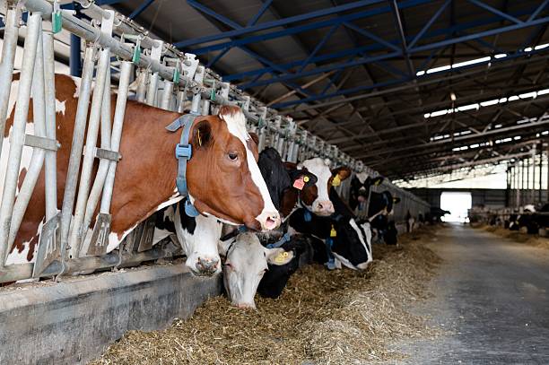 Cows feeding in a spacious barn with modern facilities during the day on a rural dairy farm