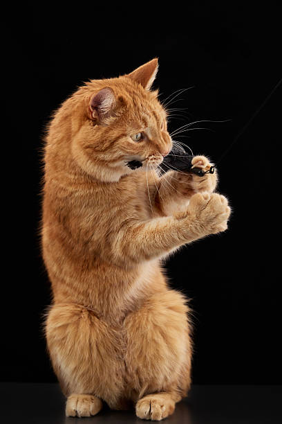 istock Cat sitting and biting at play string with closed eyes 2238621314