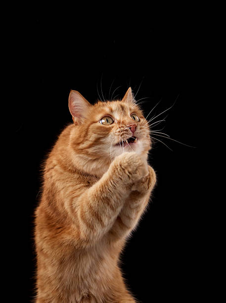 istock Cat reaching up with focus and stretch 2238621335