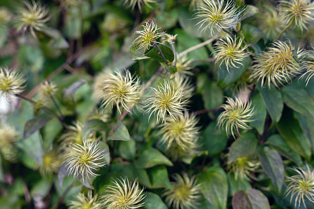 Close view of numerous clematis seed heads with long silky filaments creating fluffy spherical clusters. The seed heads stand out against the green leaves of the vine, forming a natural pattern reminiscent of sea anemones or fireworks. The photo captures the soft texture and intricate structure of the feathery seeds, highlighting the contrast between the pale seed heads and the darker foliage. The scene conveys a sense of organic complexity and serenity, showing a climbing plant in its postâbloom stage.