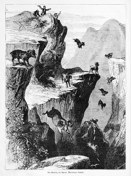 Several hunters drive bighorn sheep in the mountains over a cliff. Some animals plunge into the abyss while others remain at the edge