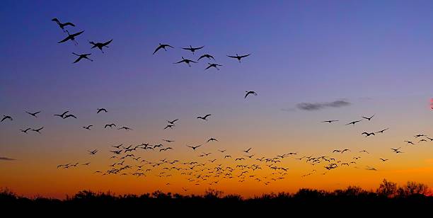 istock Birds in flight against a sunset sky 2238624638