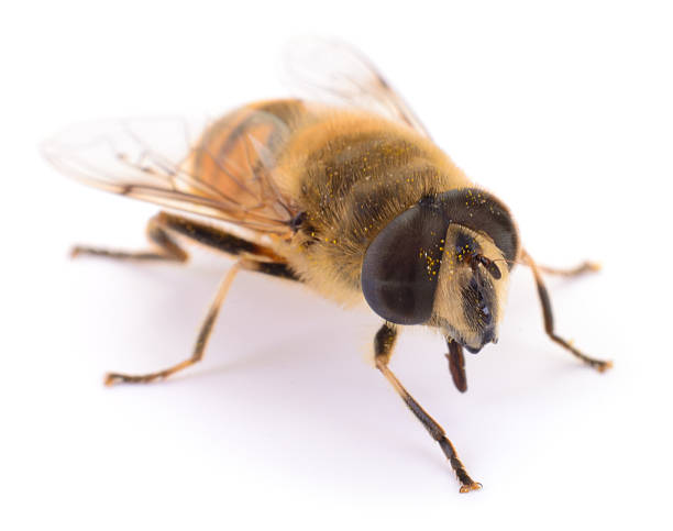 istock Hoverfly Eristalis tenax isolated on white background, bee mimic insect 2238625594