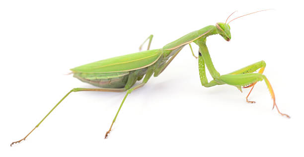 istock Green praying mantis isolated on white background, side view insect 2238625596
