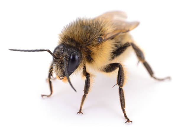 istock Wild bee Andrena macro isolated on white background, solitary pollinator insect 2238625613