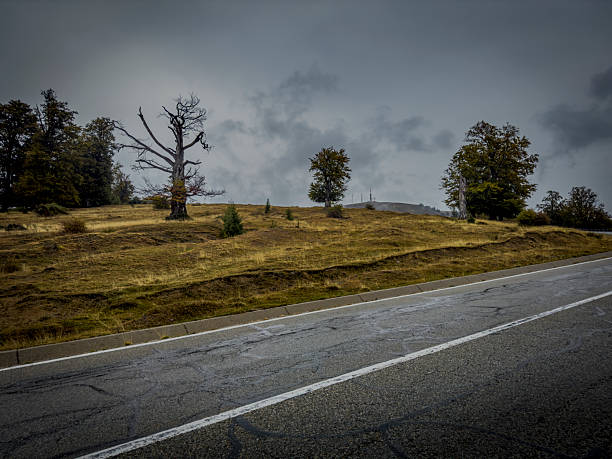Dead and living trees above wet Transalpina asphalt on a rainy day in Romania's mountains.
