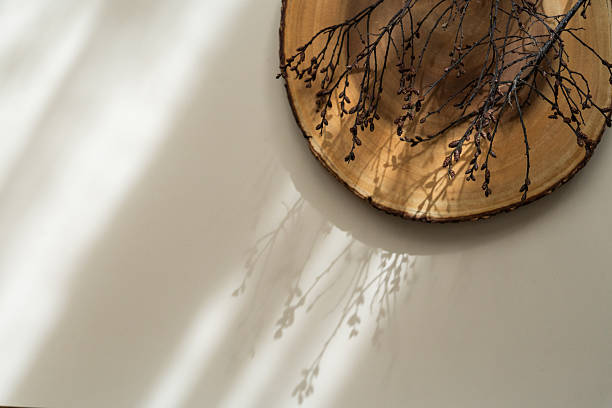 istock Delicate tree branch on wooden slice, soft shadows, bright background, flat lay aesthetic, copy space 2238626859