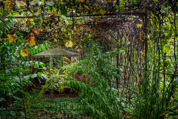 A lush, overgrown garden path shaded by dense greenery and a vine-covered metal trellis, leading to a secluded sitting area with a table and bench.