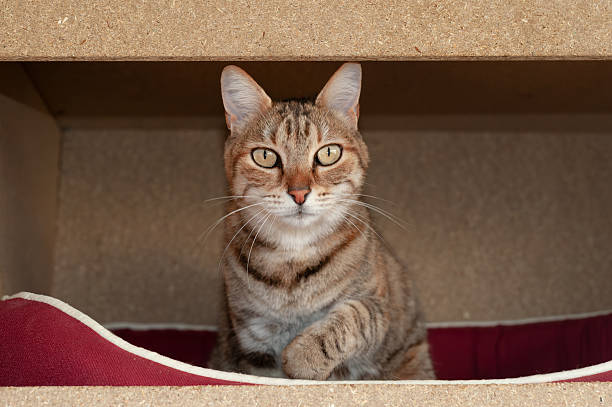 Kitten climbing out of its bed inside a handmade wooden box looks at the camera with flash light