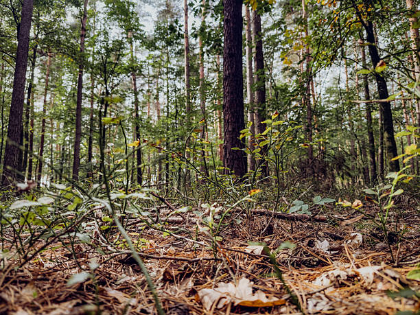 istock Low-angle view of tall trees in a dense Polish forest, sunlight filtering through leaves, serene woodland atmosphere 2238632842