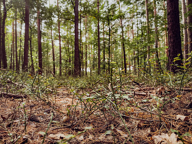 Low-angle perspective of tall trees in a Polish forest, showing sunlight through foliage and peaceful woodland environment.