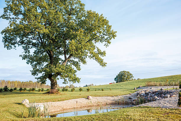 istock Large Oak Tree by Pond with Wooden Bench and Open Grassy Fields 2238634653