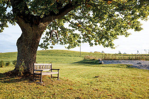 single big old deciduous tree in meadow at springtime
