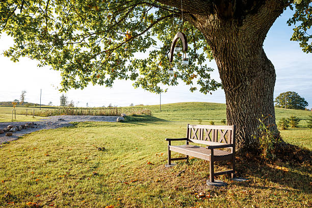 A solitary bench sits quietly in a sunlit Tuscan park, framed by two large trees casting gentle shadows on the grass. Early autumn leaves are scattered on the vibrant green grass, adding a touch of seasonal color to the serene setting. The background is lush with greenery, and the sunlight filtering through the trees creates a peaceful, contemplative atmosphere