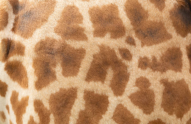 istock A detailed close-up of a giraffe's tan and brown patch pattern hide 2238634937