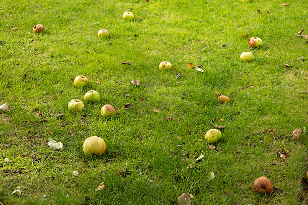 Fallen Apples on Lush Green Grass in a Sunny Park Scene