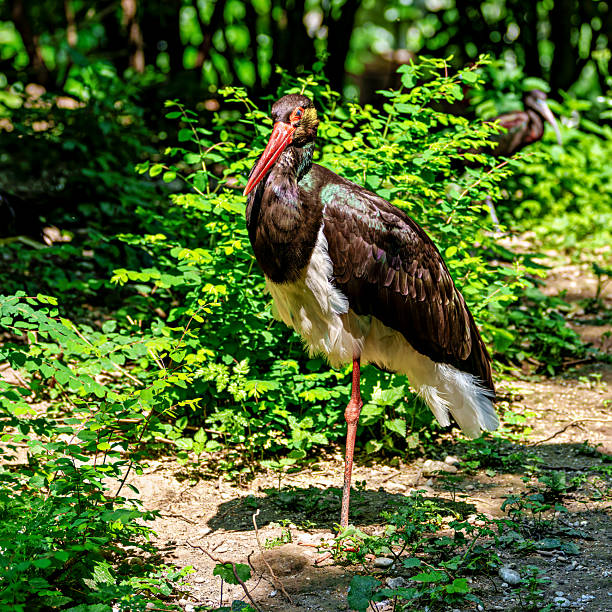 Black stork eating a fish, Hungary