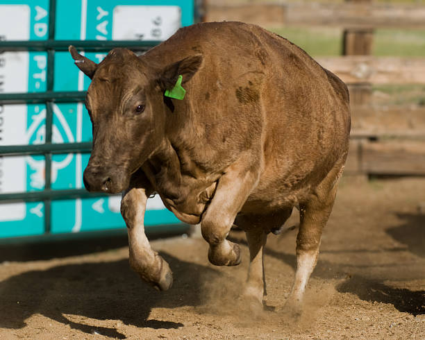 Rodeo bull rider hanging in with bull off the ground.