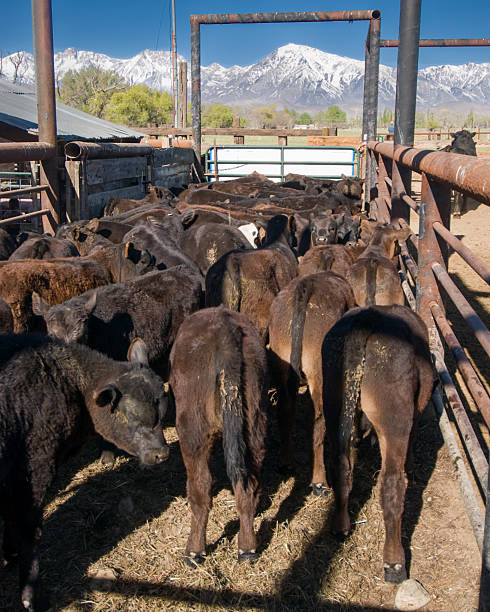 istock Cattle being herded in a rural area with mountains in the background 2238640635