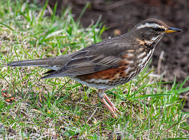 istock Redwing bird in the beautiful nature 2238640705