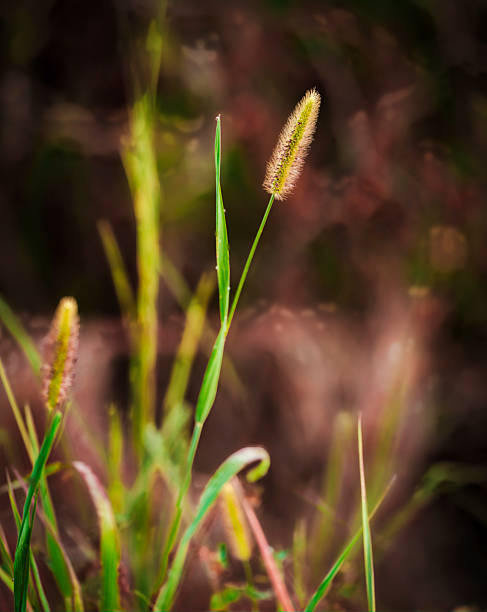 istock Setaria viridis grass seed head close-up 2238640719