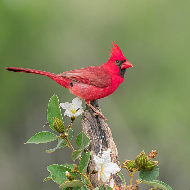 istock Northern Cardinal (Cardinalis cardinalis) Texas, USA 2238640863