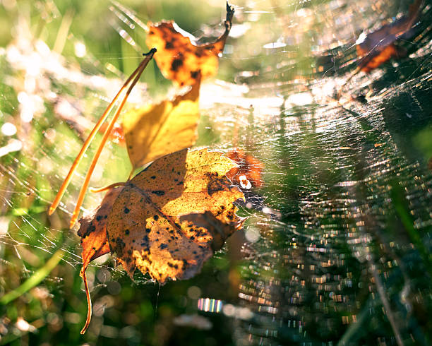 Close up view of yellow dry autumn leaves in a spider web on background of blurred green grass. Back light, sunlight. Abstract nature minimal background