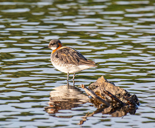 red-necked phalarope standing on a stone in a pond