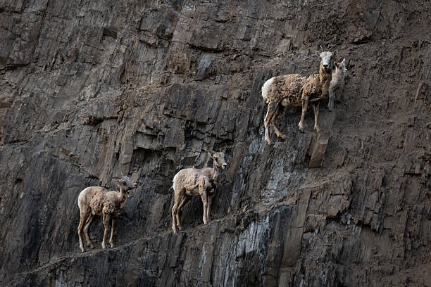 Mountain Sheep on a rocky cliff