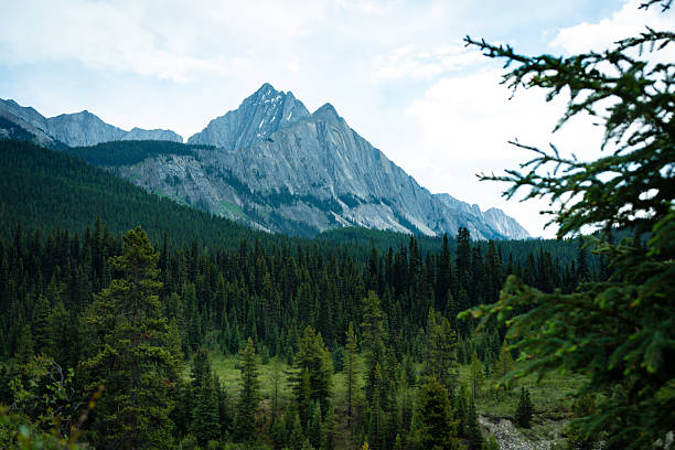 istock Majestic Mountains and Evergreen Forest Landscape Under a Cloudy Sky 2238643646