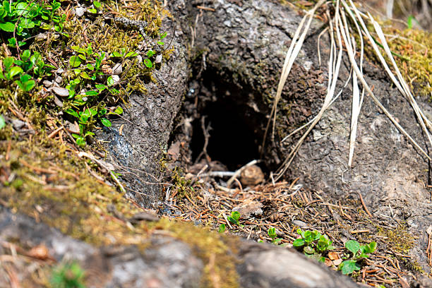 istock Burrow entrance nestled within tree roots, surrounded by moss and foliage 2238643657
