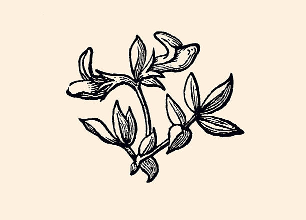 Design element : This engraving is a 19th-century black-and-white botanical illustration, likely of the purple foxglove (Digitalis purpurea), featuring thin stems, oval-toothed leaves, and tubular bell-shaped flowers arranged in a spike. Typical of scientific herbals from the period, it combines precise line work with simplicity, often intended for study or hand-coloring. # Family: Plantaginaceae.
# Medicinal Properties: Renowned for its cardiac glycosides (e.g., digoxin), it treats heart failure and arrhythmias, popularized in the 18th century by Withering. However, it is highly toxic if overdosed.
# Precautions: Use is restricted to medical professionals; risks include nausea, cardiac issues, or death with misuse.
# The engraving of the purple foxglove would make an excellent decoration for a chapter or other publication! Its elegant, detailed lines and classic 19th-century style add a touch of sophistication and historical charm, perfect for botanical books, medical texts, or even artistic layouts. The symmetrical arrangement of the flowers and leaves provides a balanced visual focal point, enhancing the aesthetic appeal of any page.  # Vintage etching circa late 19th century. Digital restoration by Pictore