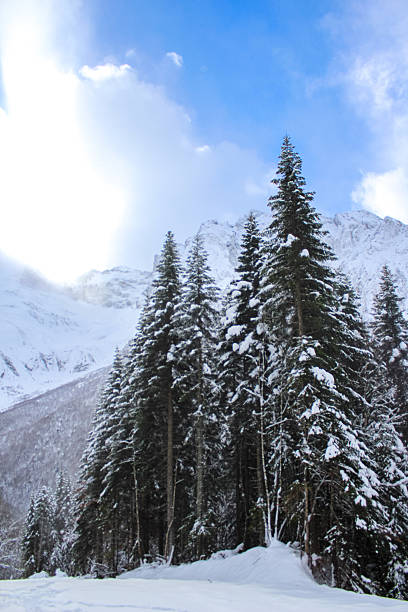 istock Snow-covered fir trees against mountains and winter sun 2238646190