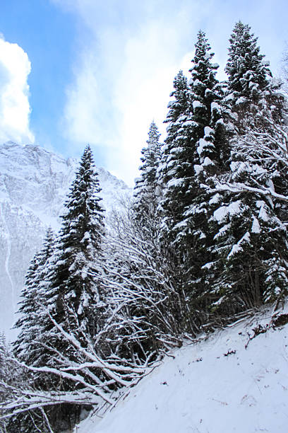 istock Snow-covered coniferous trees against winter mountains and blue sky 2238646252