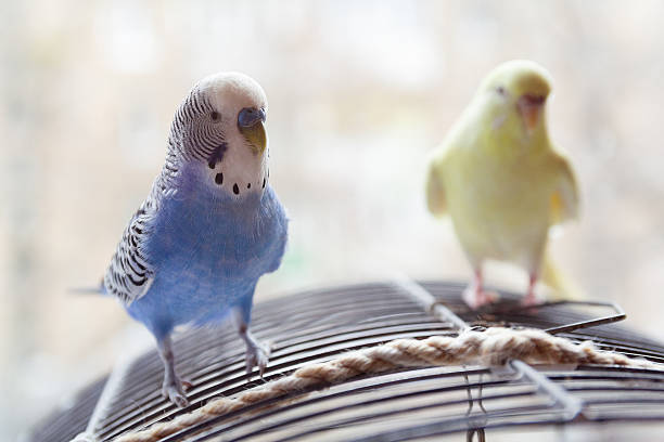 Two budgerigars are sitting on the cage