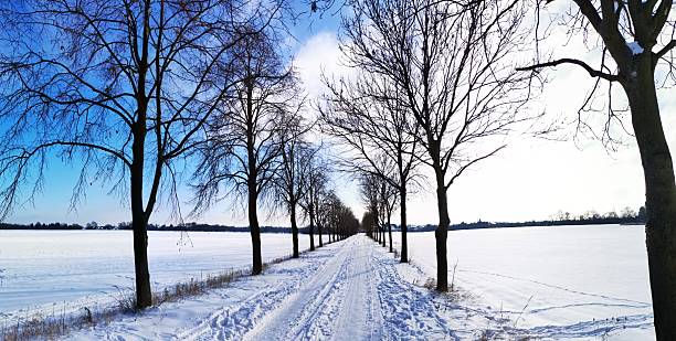 A long, snow-covered road stretches into the distance between rows of bare trees. The bright yet gentle sun illuminates the snow cover, creating long shadows and a play of light on the white field on either side of the road.