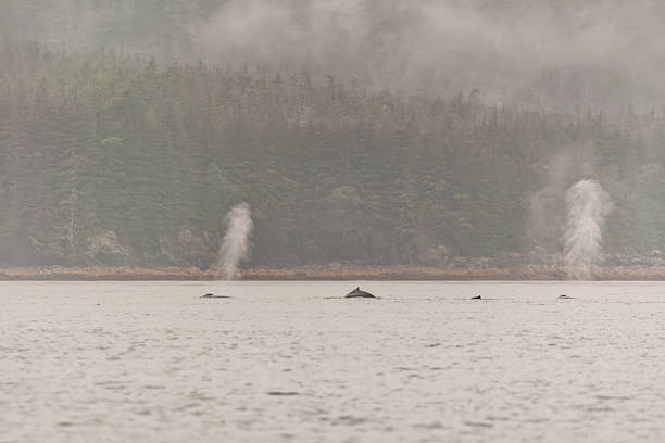 istock Juneau Alaska - Whale 2238652572