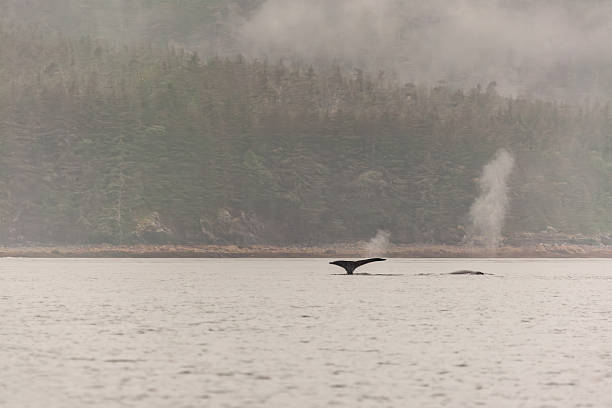 istock Juneau Alaska - Whale 2238652573